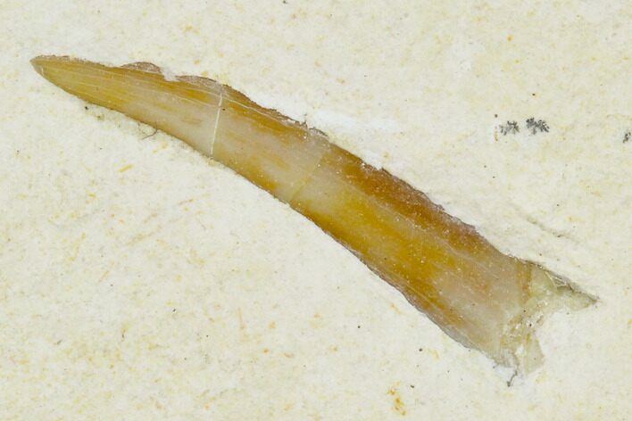 Pterosaur (Rhamphorhynchus?) Tooth - Solnhofen Limestone #129366